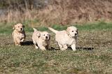 GOLDEN RETRIEVER 045